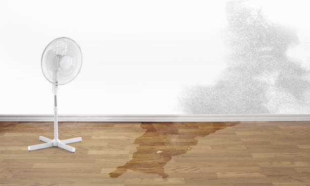 Best Carpet water damage restoration  in Pablo, MT